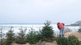 Locals in Cornwall plant old Christmas trees into sand dunes to prevent erosion
