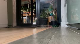 Cute friendly fox comes into the kitchen to get food