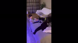 Toddler and dog playing tug of war. Both enjoying their game as much as each other!