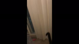 Kitty cat attempted to escape through screen door, no luck for her