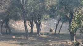 Tiger cub Play With Mother .