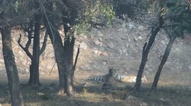 Tiger cubs