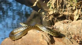 Chekad Kill Back Snake Basking