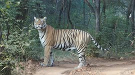 Majestic tiger marches out to mark its territory in Ranthambore
