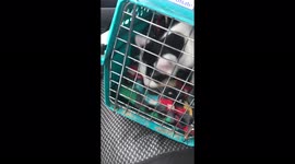 Caged and locked in, Help get me outta here now!
