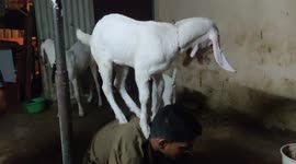 The bond between owner and Baby goat pet in Western India.