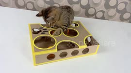 YouTuber keeps pet cat entertained with DIY toy made from cardboard