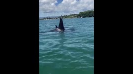 'Is that cool or what?' New Zealand jet-skiers get close-up view of orcas