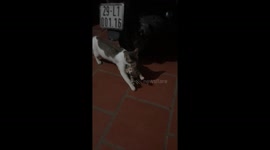 The moment the owner discovered that mother cat took her baby home after a few days, mother took the baby to hide
