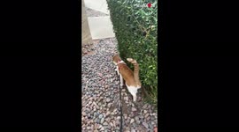 'Cat owner catches her pet 'levitating' while spraying a bush '