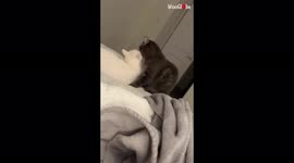'Cats, supposed to be siblings, caught on camera MAKING OUT! '