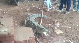 Locals remove angry crocodile that strayed into central Indian temple