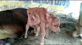 Rare six-legged calf born at dairy farm in southern India
