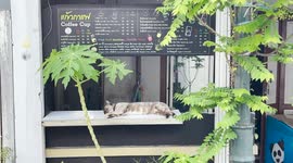 Sleepy cat stretches in front of coffee shop preventing customers from ordering