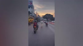 Fearless pet dog rides on horseback on road in Thailand