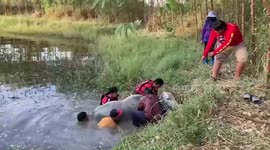 Mother cow rescued after falling into pond in Thailand