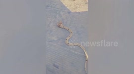 Bizarre two-headed snake found in family’s home in Thailand