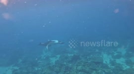 Snorkelers swim with massive stingray on Thai island