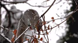 Close up from gray squirrel sitting on tree branch with snow in winter and eating tree plants in slow motion
