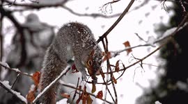 Close up from gray squirrel sitting on tree branch with snow in winter and eating tree plants in real time