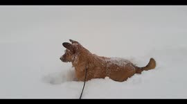Happy dog jumps into freshly fallen snow in St. Petersburg, Russia