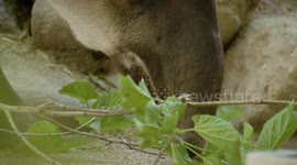 Nose what's up: Tapir is weird and wonderful example of nature