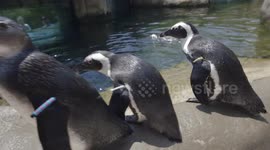 Penguin breakfast is fun-filled chaos