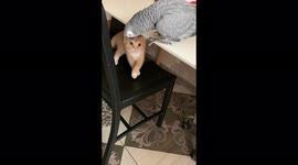 Kitten and parrot are the perfect odd-couple