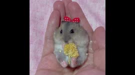 Dwarf hamster excitedly enjoys millet treat for the first time