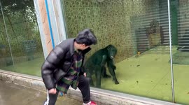 Chimpanzee mimics man by banging on enclosure's glass at Chinese theme park