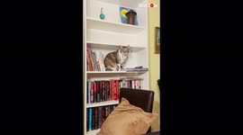Naughty cat ignores owner's pleas and pushes remote off the shelf anyway