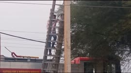 Scared by dogs pet cat climbs electric pole with high tension live wire