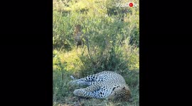'Kenya: Leopards' 'short but wild' mating session caught on camera  '