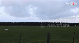 'Starlings form stunning patterns in the sky amid coordinated flight '