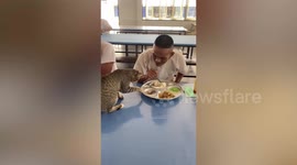 Hungry cat tries to steal food from soldiers having lunch