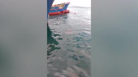 Friendly whale shark swims near tourists in the Philippines