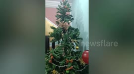 Naughty kittens destroy newly built Christmas tree while playing