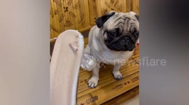 Two guilty pet dogs look hilariously sheepish after chewing their owner’s shoes