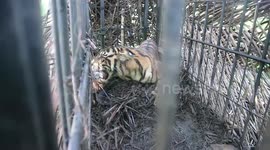 Indonesian rangers catch rare Sumatran tiger suspected of preying on livestock