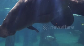 Oh the manatee: Watch the struggle for caring for giant water mammals