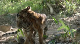 Tiger besties reunite after one has surgery