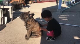 Adorable little girl gives her pet dog relaxing back massage