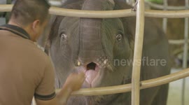 The challenge and creativity of being an elephant's zookeeper
