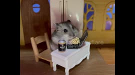 Adorable dwarf hamster gets distracted