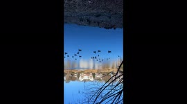 Ducks up side down