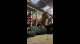 Shetland pony 'attempts CPR' in hilarious fashion as owner pretends to collapse