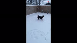 'Charming Husky's excitement is on another level as he plays in snow for the first time '