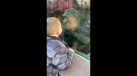'Monkey and boy share a cute kiss through glass at animal park '