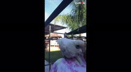 'Adorable white cockatoo dances like there's no tomorrow '