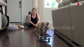 Adorable footage shows 9-week-old bulldog puppy learning how to skate